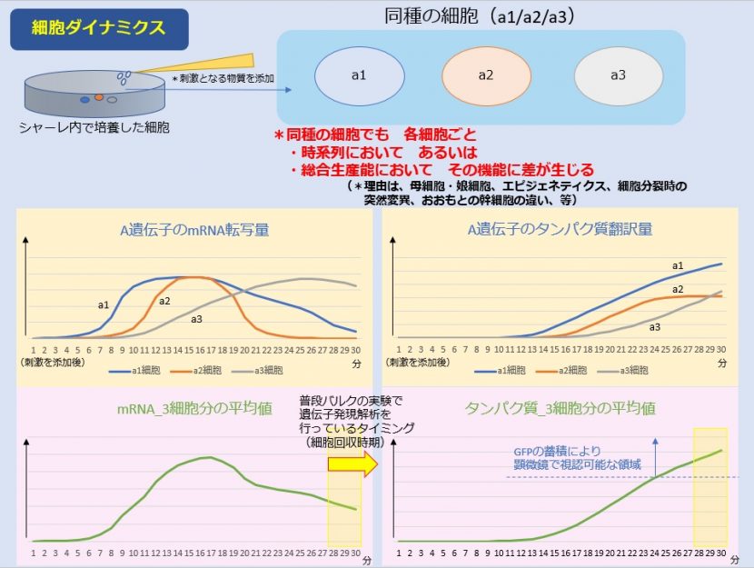 細胞ダイナミクスv2-1