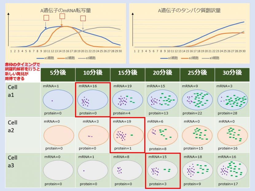 細胞ダイナミクス2